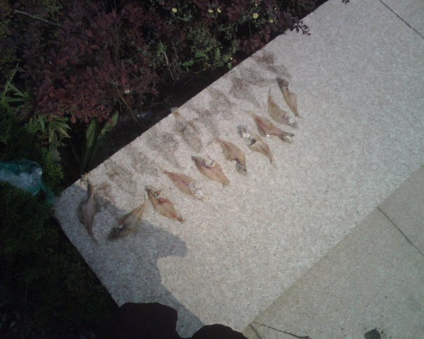 Fish drying in the sun