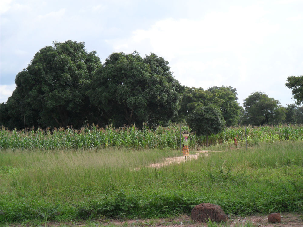 Woman carrying firewood in the beautiful village of Pambawa in Kaduna State