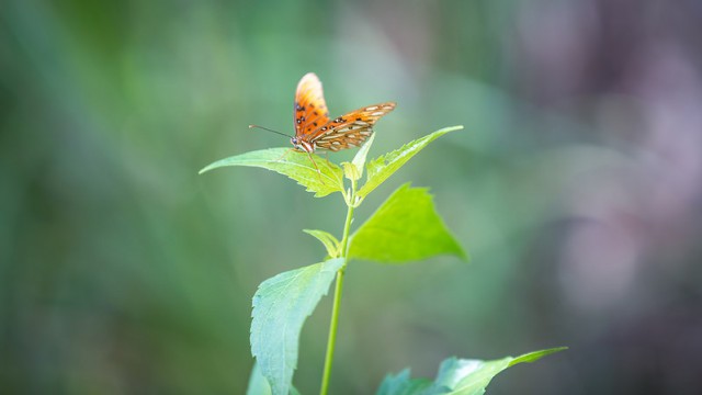 butterfly-fiu