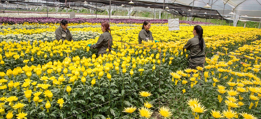 Workers at Falcon Farms