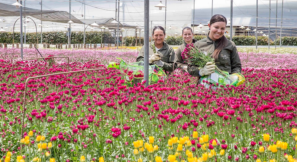 Workers at Falcon Farms